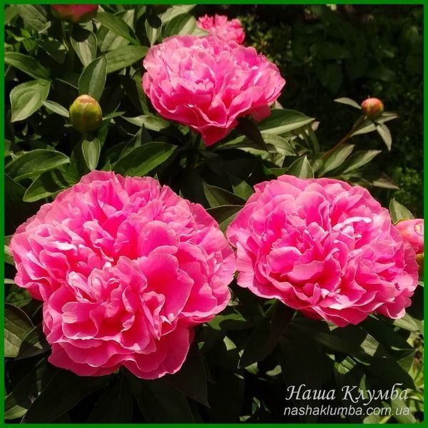 Little Pink Lullaby. Klehm'1999, USА.