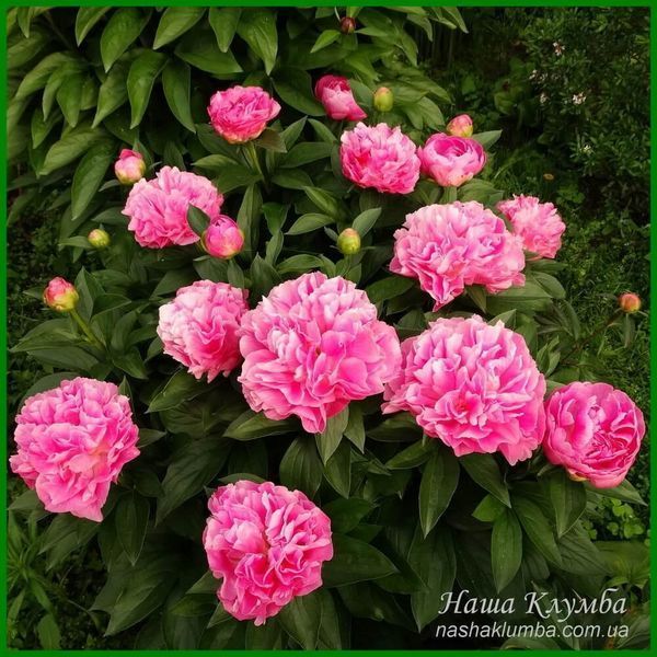 Little Pink Lullaby. Klehm'1999, USА.