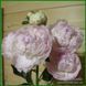 Lavender Bouquet. Nicholls/Wild'1964, USA. 463 фото 4
