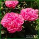 Little Pink Lullaby. Klehm'1999, USА.