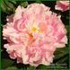 Little Pink Lullaby. Klehm'1999, USА.