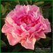 Little Pink Lullaby. Klehm'1999, USА.