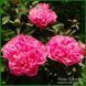Little Pink Lullaby. Klehm'1999, USА.