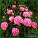 Little Pink Lullaby. Klehm'1999, USА.