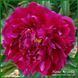 Pink Jazz. Klehm'1972, USA. 413 фото 2