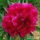 Pink Jazz. Klehm'1972, USA. 413 фото 3