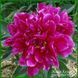 Pink Jazz. Klehm'1972, USA. 413 фото 4