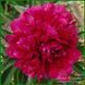 Pink Jazz. Klehm'1972, USA. 413 фото 1