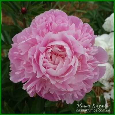 Junior Miss. Pehrson/Seidl'1989, USA. 408 фото