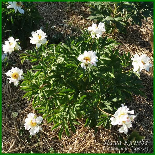 Crazy Daisy. Klehm'1995, USA. 464 фото