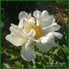 Crazy Daisy. Klehm'1995, USA. 464 фото 1