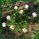 Crazy Daisy. Klehm'1995, USA. 464 фото 4