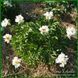 Crazy Daisy. Klehm'1995, USA. 464 фото 3