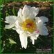 Crazy Daisy. Klehm'1995, USA. 464 фото 2