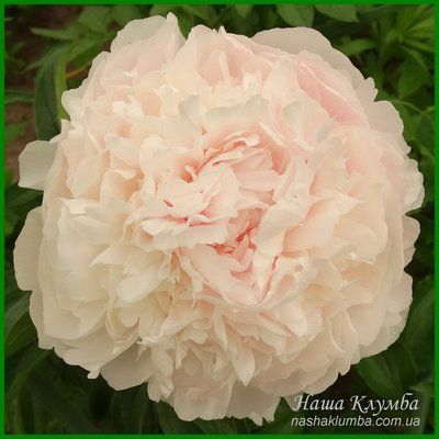 Chiffon Parfait. Klehm'1981, USА. 368 фото