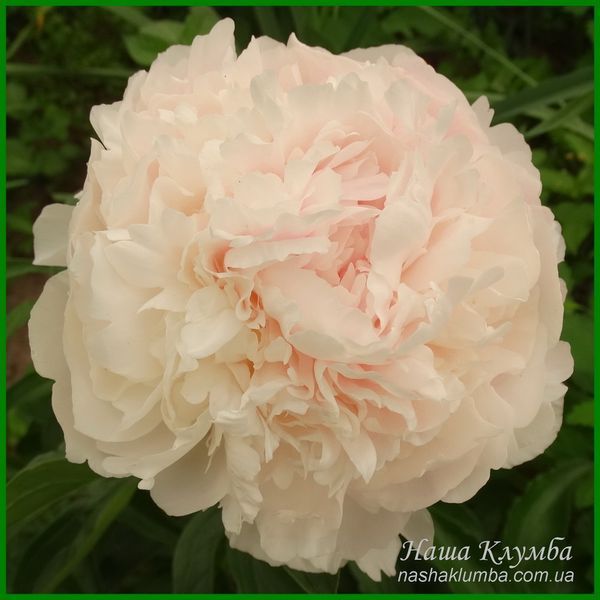 Chiffon Parfait. Klehm'1981, USА. 368 фото
