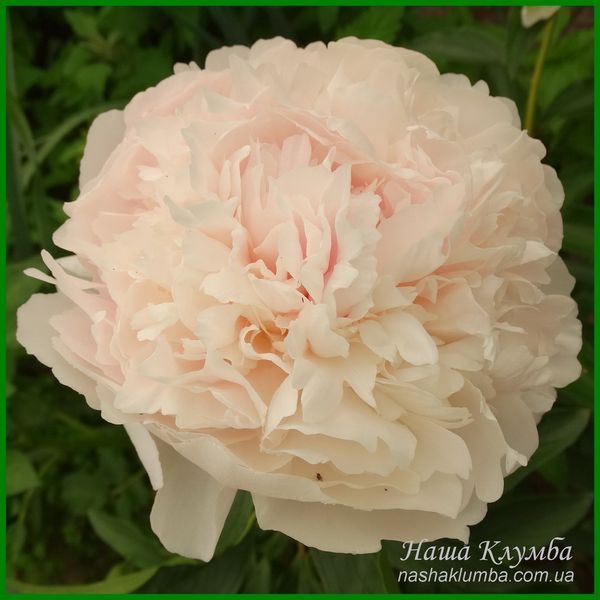 Chiffon Parfait. Klehm'1981, USА. 368 фото