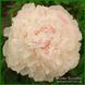 Chiffon Parfait. Klehm'1981, USА. 368 фото 1
