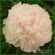 Chiffon Parfait. Klehm'1981, USА. 368 фото 2