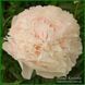 Chiffon Parfait. Klehm'1981, USА. 368 фото 4