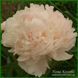 Chiffon Parfait. Klehm'1981, USА. 368 фото 3