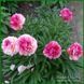 Rose Heart. Bockstose/Landis'1974, USА.