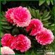 Rose Heart. Bockstose/Landis'1974, USА.