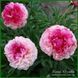 Rose Heart. Bockstose/Landis'1974, USА.