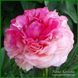 Rose Heart. Bockstose/Landis'1974, USА.