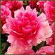 Rose Heart. Bockstose/Landis'1974, USА.
