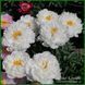 White Grace. Klehm'2000, USА.