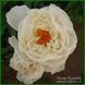 White Grace. Klehm'2000, USА.