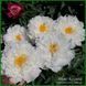 White Grace. Klehm'2000, USА.