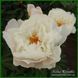 White Grace. Klehm'2000, USА.