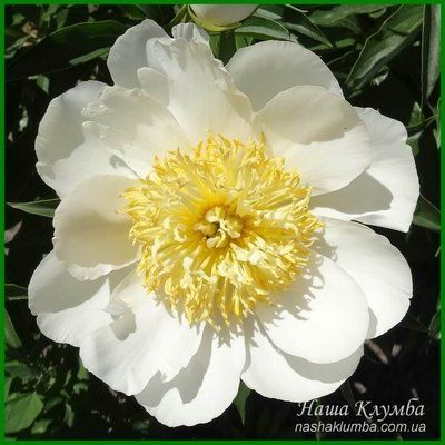 Lotus Queen. Murawska'1947, USА. 170 фото