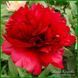 Christmas Velvet. Anderson'1992, USА. 70 фото 1
