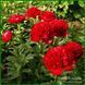 Christmas Velvet. Anderson'1992, USА. 70 фото 5