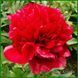 Christmas Velvet. Anderson'1992, USА. 70 фото 3