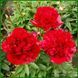 Christmas Velvet. Anderson'1992, USА. 70 фото 4