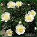 Lotus Queen. Murawska'1947, USА. 170 фото 2