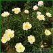Lotus Queen. Murawska'1947, USА. 170 фото 3