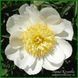 Lotus Queen. Murawska'1947, USА. 170 фото 1