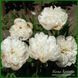 Officinalis Lize van Veen 220 фото 4