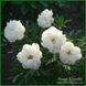 Officinalis Lize van Veen 220 фото 7