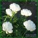 Officinalis Lize van Veen 220 фото 6