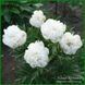 Officinalis Lize van Veen 220 фото 2