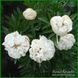 Officinalis Lize van Veen 220 фото 3