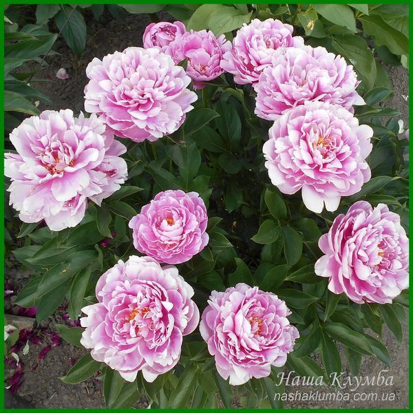 Rozella. Reath'1991, USА. 271 фото