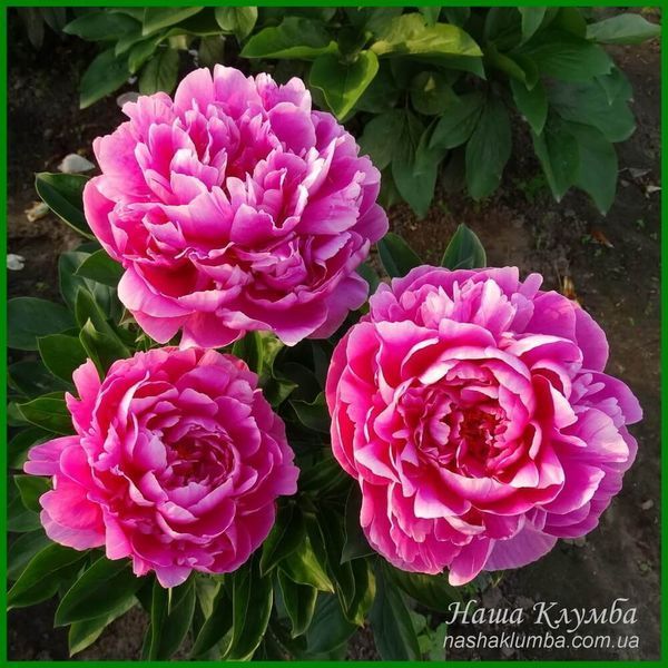 Rozella. Reath'1991, USА. 271 фото