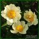 Claire de Lune. White/Wild'1954, USА.